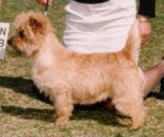  Thestrup's Female