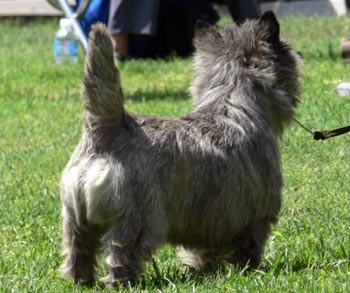 tillygw20064